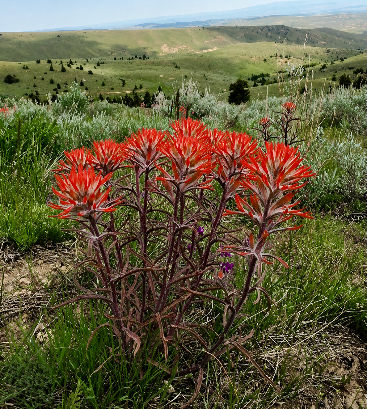 Vibrant red Indian paintbrush flowers blooming in a grassy field with rolling green hills in the background.