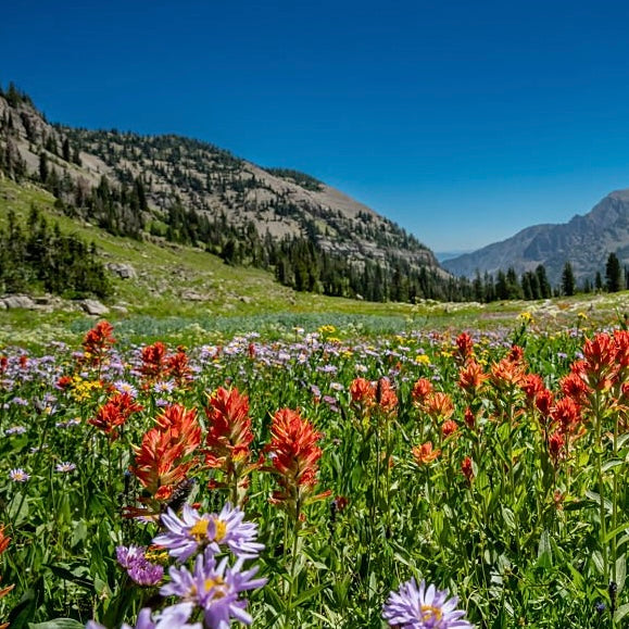 A vibrant mountain meadow filled with red-orange Indian paint flowers and purple wildflowers under a clear blue sky, with green slopes and pine trees leading up to rugged mountains in the background.